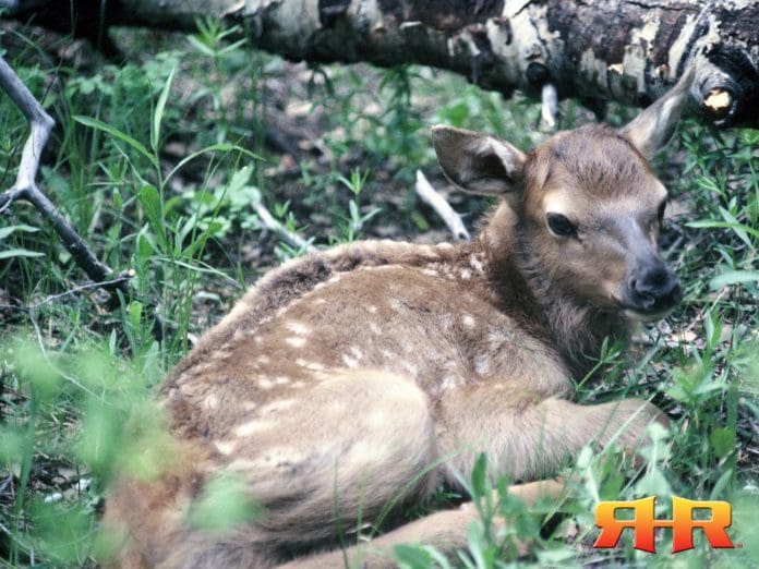 bedded calf - aspen log rhr 1